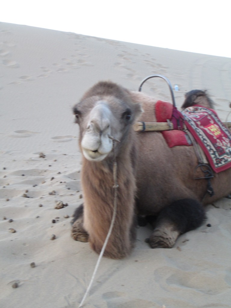 Silvia, il "mio" cammello a Dunhuang
