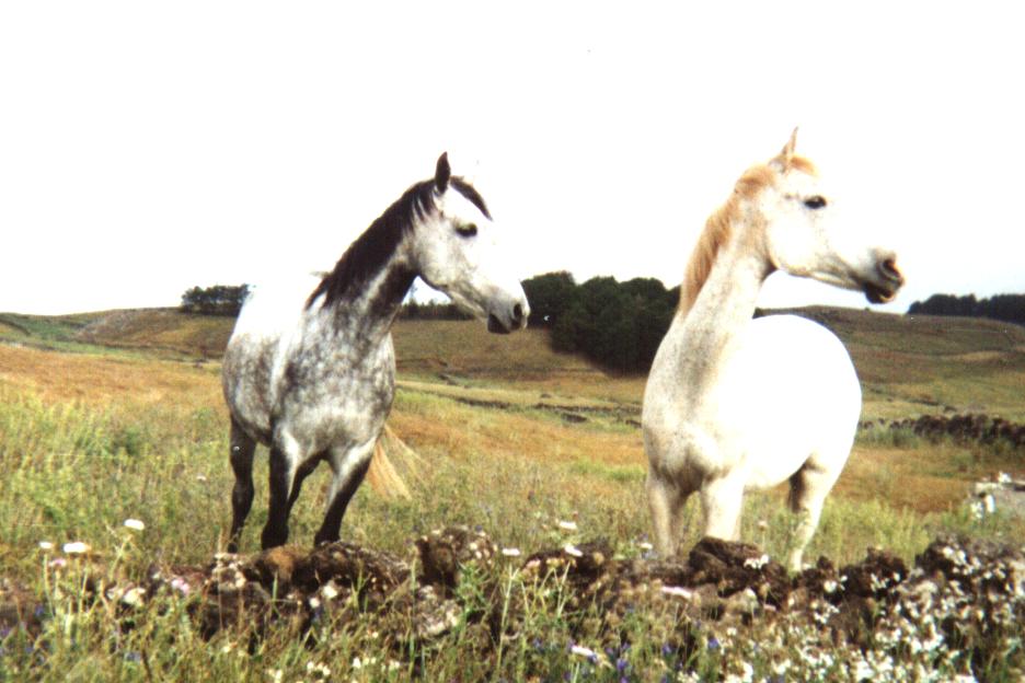 cavalli a El Hierro, la più piccola delle isole Canarie