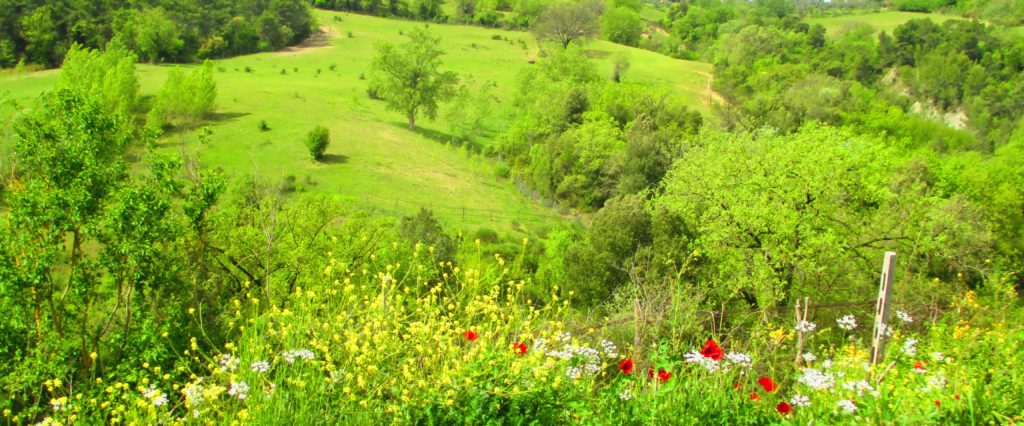 collina umbra in fiore