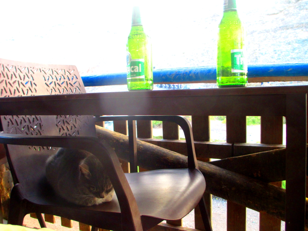 un gatto al tavolo del bar